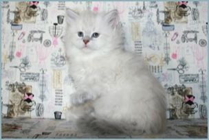 Female Siberian Kitten from Deedlebug Siberians